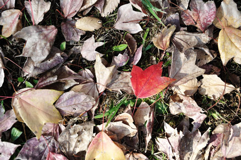 枯れた葉っぱの中に，真っ赤な葉っぱが一枚（←それも枯れてるって） なんかいい感じ♪