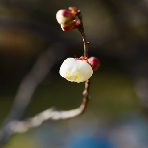桜を撮るのは難しいけど，梅はもっと難しい。花が小さすぎるのよ・・・。