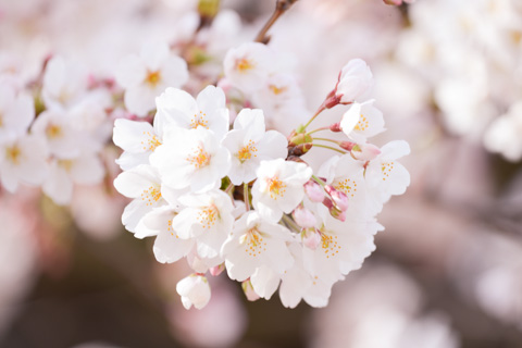 桜は花びらがとても綺麗で，また枝が低いので撮りやすいです（＾＾）