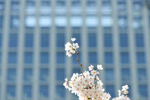 浜離宮庭園の桜。都会のど真ん中なので，高層ビルを背景にできます。なんかさわやか（＾＾）