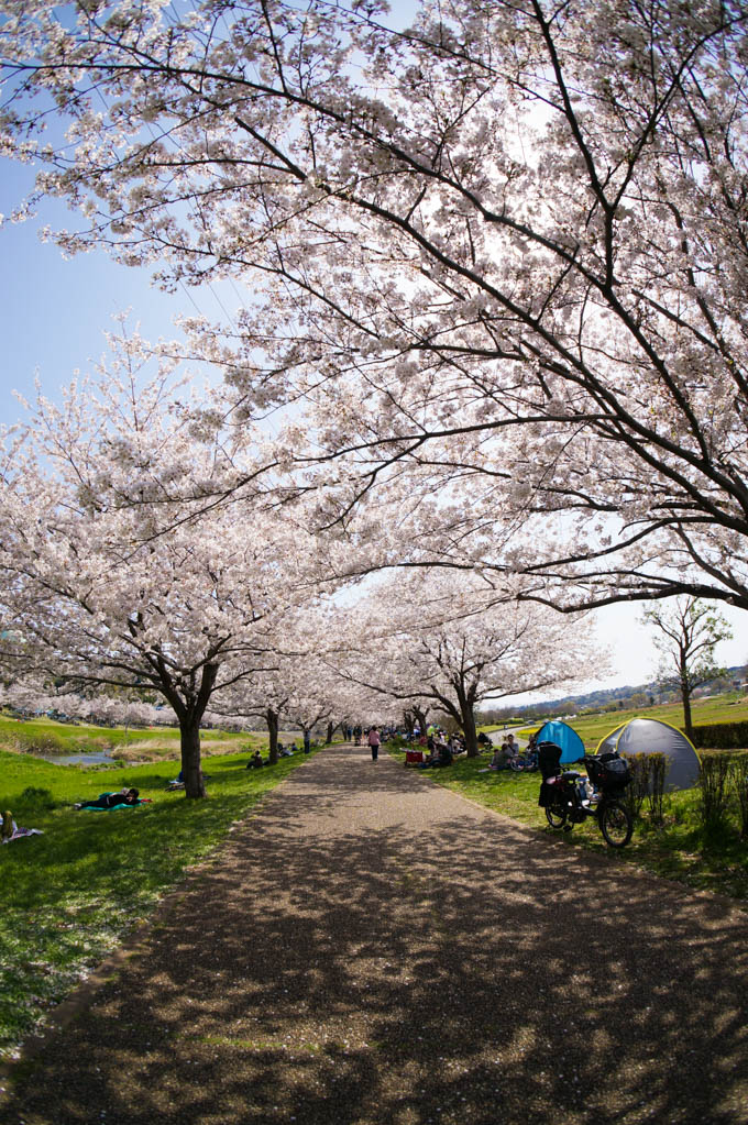境川サイクリングロード。若い桜が満開です。