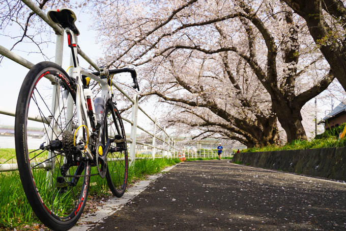 境川サイクリングロード、湘南台付近の桜トンネル。