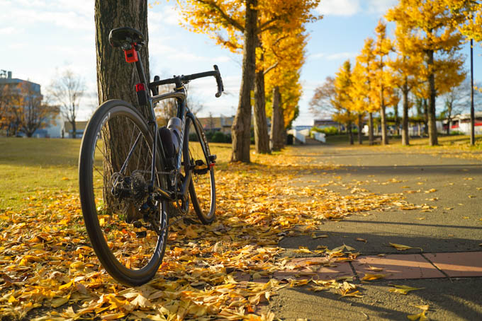 今年は見頃になる前に散ってしまっている気もします
