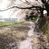 境川・鎌倉山・段葛の桜ポタ