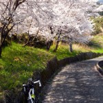 春の桜ロングツーリング（小田原～根府川～湯河原～大観山！）