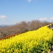 二宮町の吾妻山公園に菜の花（＆富士山＆ヤビツ）を見に行こう！