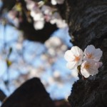 桜パトロール2012（その２）
