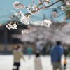【桜2015】鎌倉の隠れた桜名所，光明寺