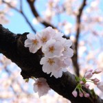 あっという間に鎌倉の桜はほぼ満開！