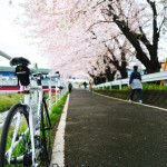 境川ＣＲ桜トンネル２００９