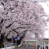 境川ＣＲの「桜トンネル」を走ろう！