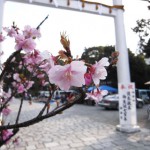 河津桜を見に行ってきました（ウソではないけど…）