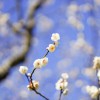春はすぐそこ！ 北鎌倉の東慶寺で梅散歩（＾＾）